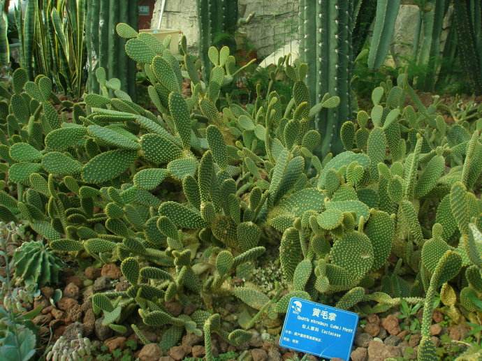  p>黄毛掌(学名: i>opuntia /i>  i>microdasys /i> (lehm.) pfeiff.