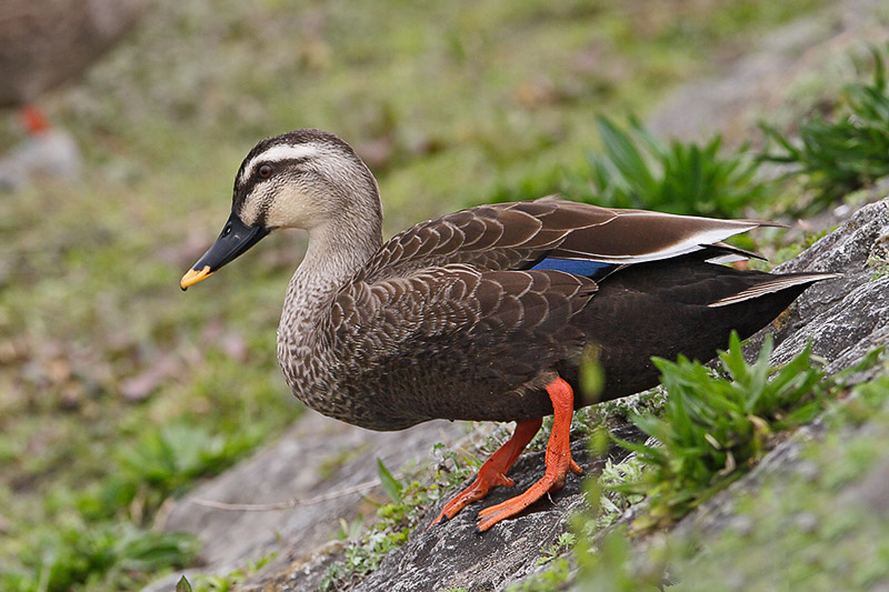  p>斑嘴鸭(学名: i>anas zonorhyncha /i>):是鸟纲,鸭科的鸭类动物.