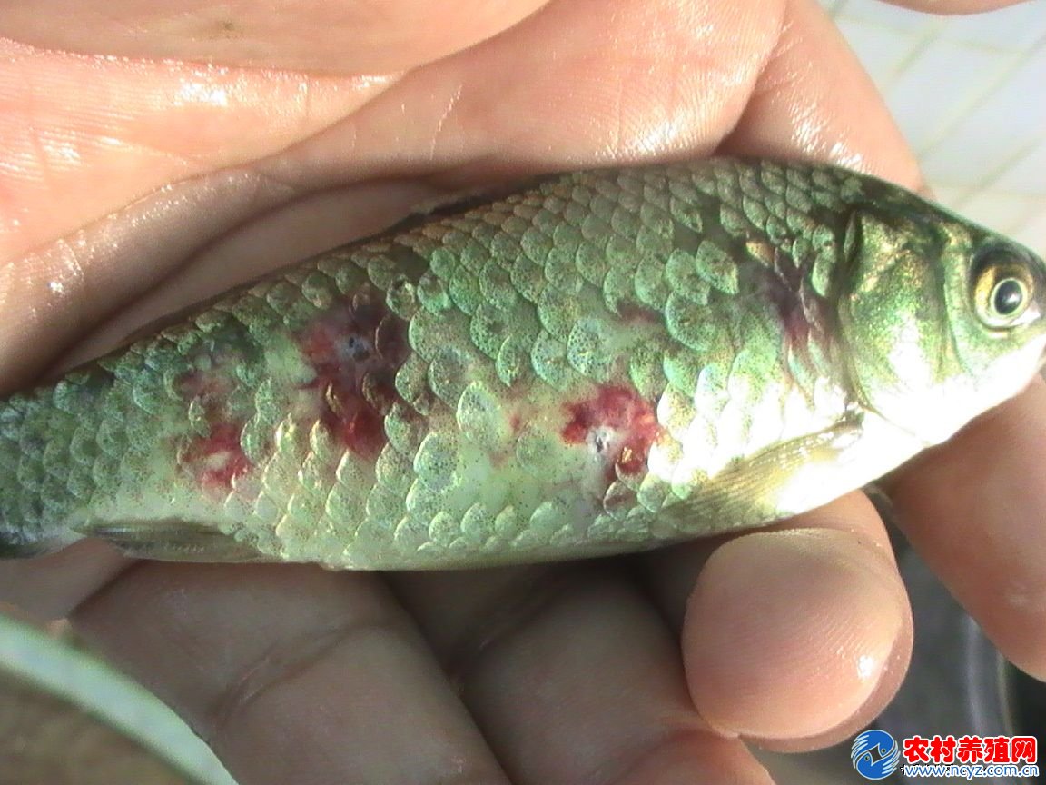 鱼疖疮病