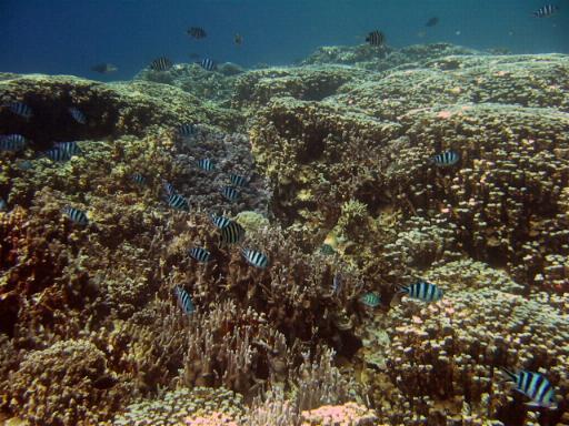 硬珊瑚 百度百科