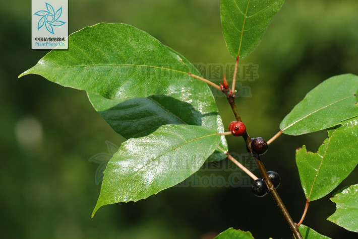  p> b>异叶榕 /b>(学名: i> b>ficus heteromorpha /b> /i>)为桑科榕