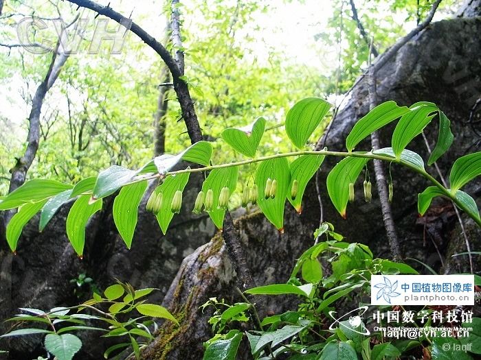  p>多花黄精(学名: i>polygonatum cyrtonema  /i>hua)是百合科黄精属