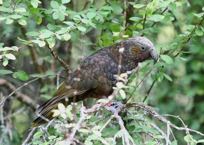 是典型的 a href="#" data-lemmaid="2021723">攀禽 /a>,鸟喙强劲有力