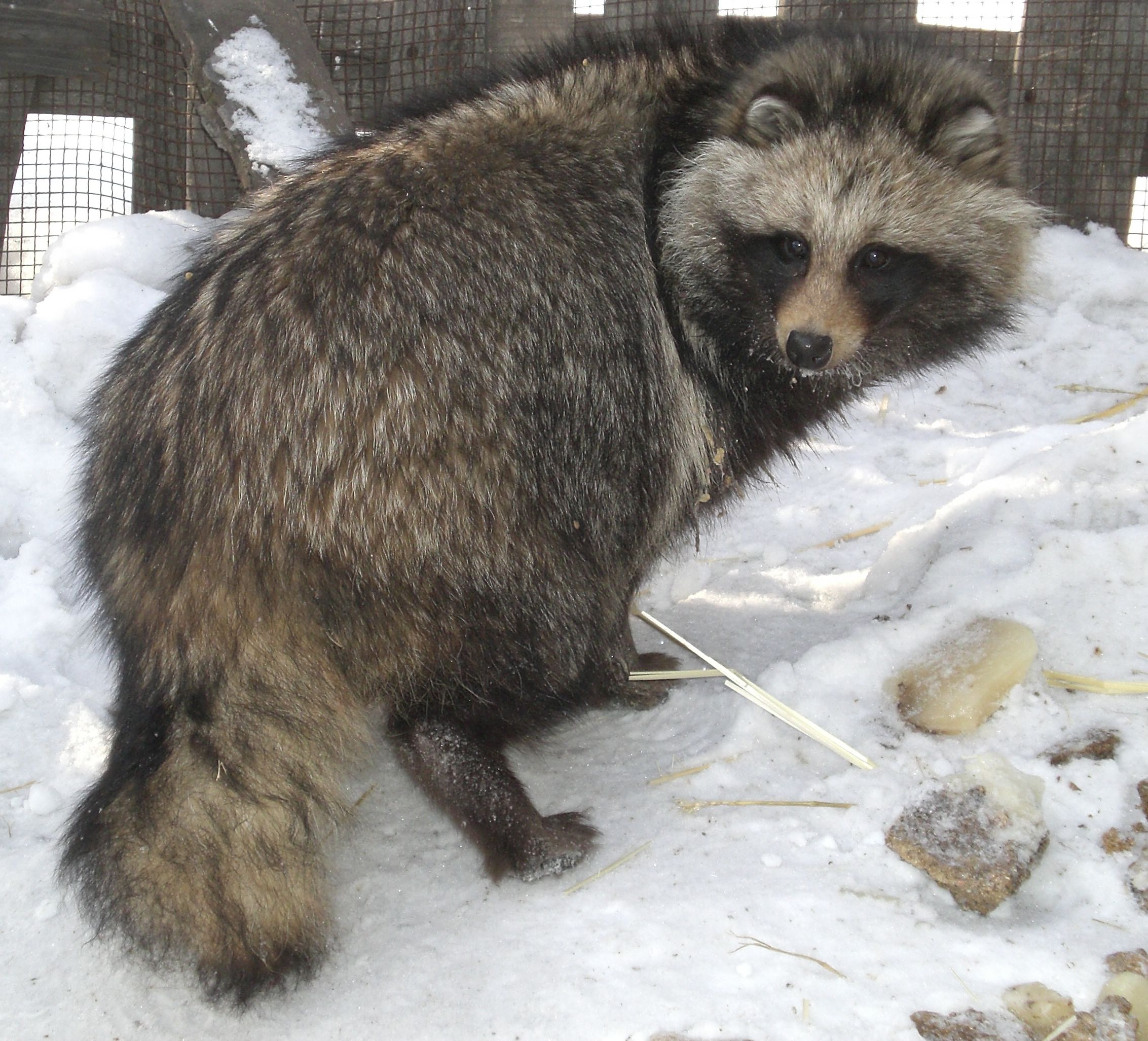  p>乌苏里貉是属于犬科的一种动物.