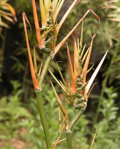  p>摆竹(学名: i>indosasa acutiligulata /i> mcclure)是禾本科,大节