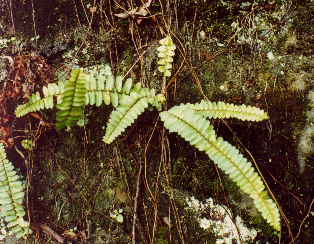  p>截基盾蕨(学名: i>neolepisorus truncatus /i> ching et p. s.