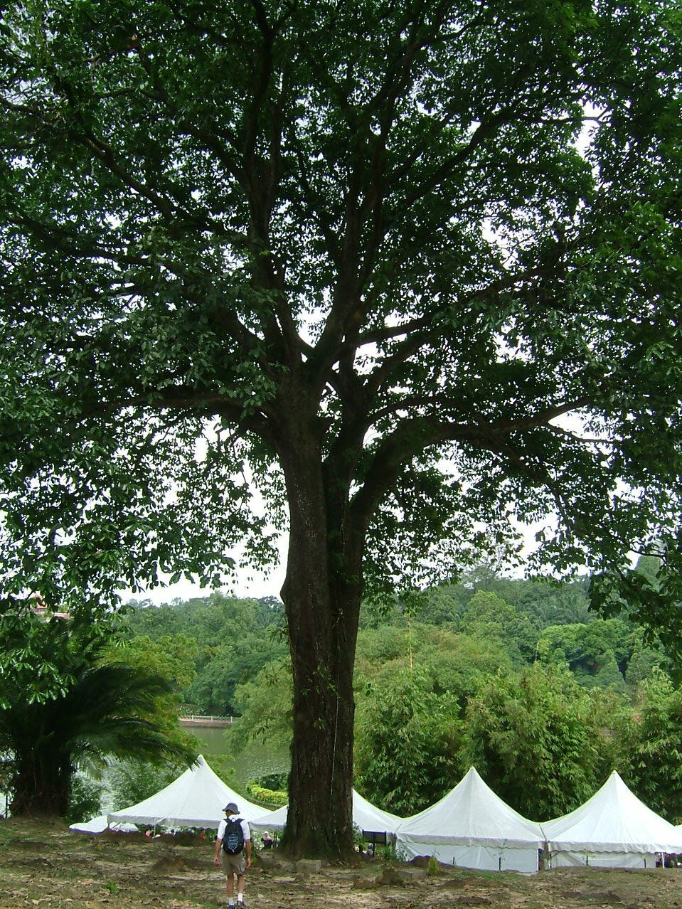  p>巴西栗又名 a href="#" data-lemmaid="8472048">巴西坚果 /a>,是