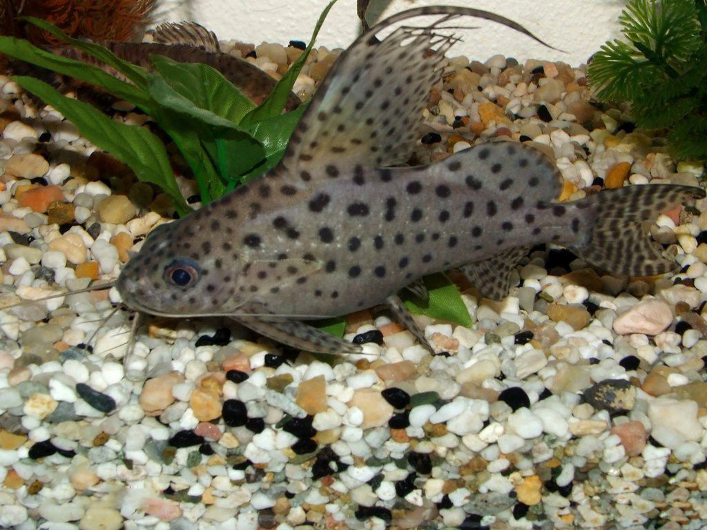  p>倒游鲶(拉丁学名: i>synodontis nigriventris /i>),又称 a href="