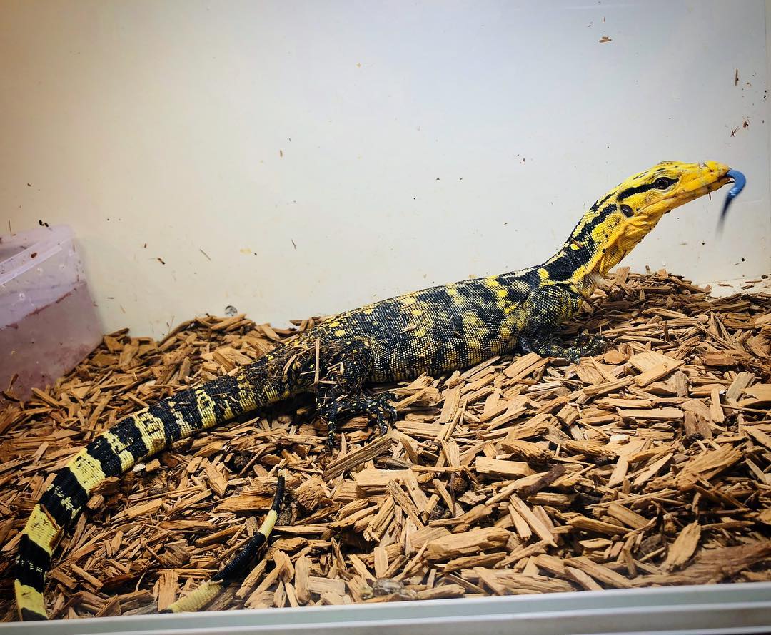  p>金头泽巨蜥( i>varanus cumingi /i>)也被称作为菲律宾泽巨蜥或者