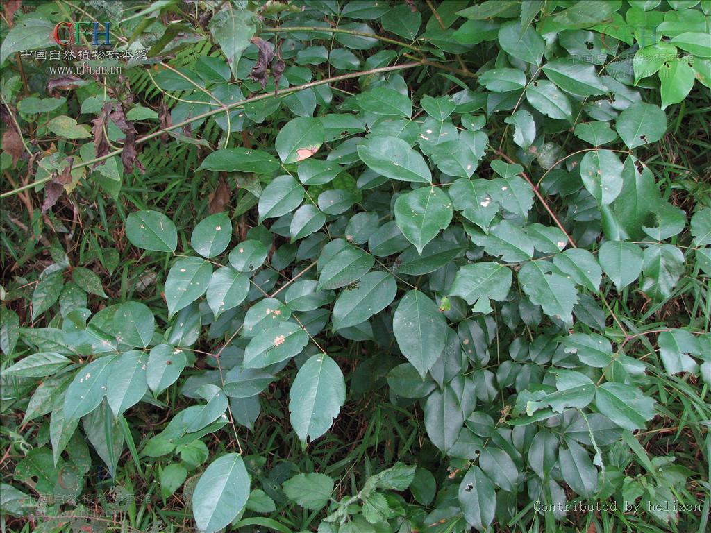 caesalpinia cucullata roxb.