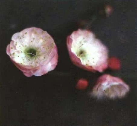  p data-id="gnbu34pduk">别角晚水,属梅花品系中真梅系直脚梅类(var.