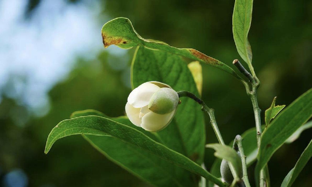  p>夜香木兰(学名: i>magnolia coco /i> (lour.) dc.