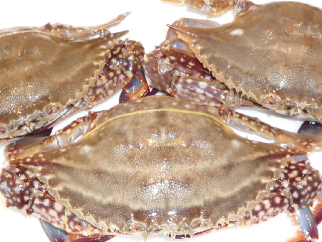 它包括了不少常见海岸蟹的品种,例如: a href="#" data-lemmaid="