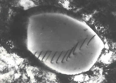e95l">透射电子显微镜(transmission electron microscope,简称tem)