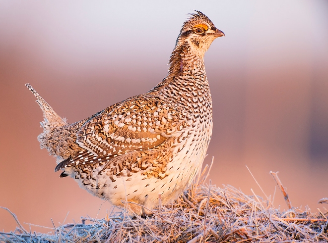  p>尖尾草原松鸡(学名: i>tympanuchus phasianellus /i>):体长41-47