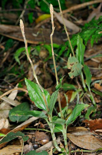 erythrodes blumei (lindl.) schltr.