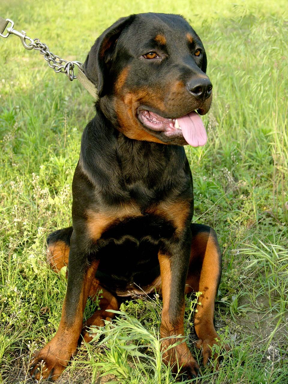 罗威纳犬