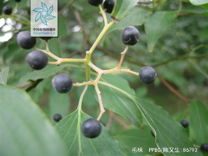 sojak)是山茱萸科,梾木属落叶 a data-lemmaid="33239">乔木 /a>,高