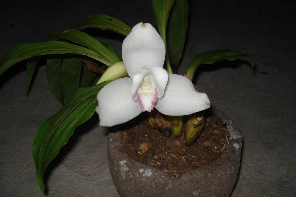 href="/item/附生/4028806" data-lemmaid="4028806">附生 /a>性兰花