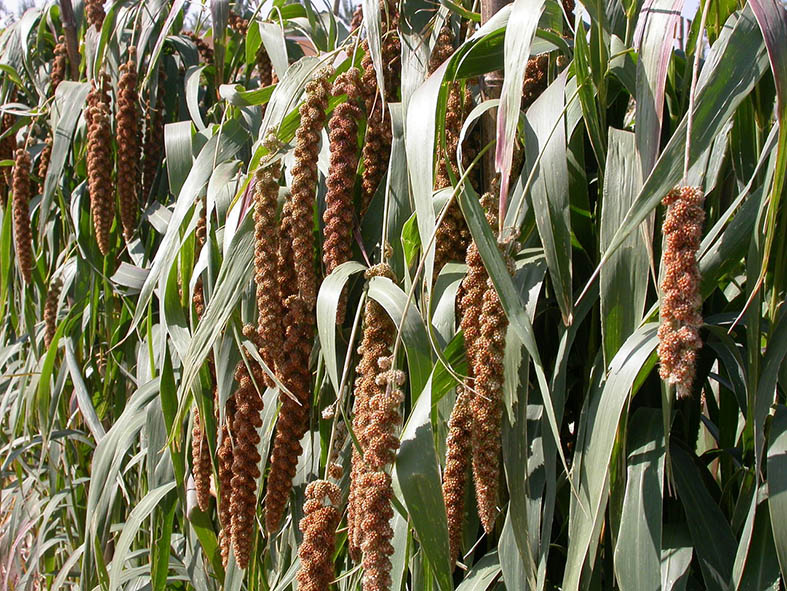  p>赤杂谷5号是赤峰科凯杂交谷子科技开发实验站申请的一个谷子品种.