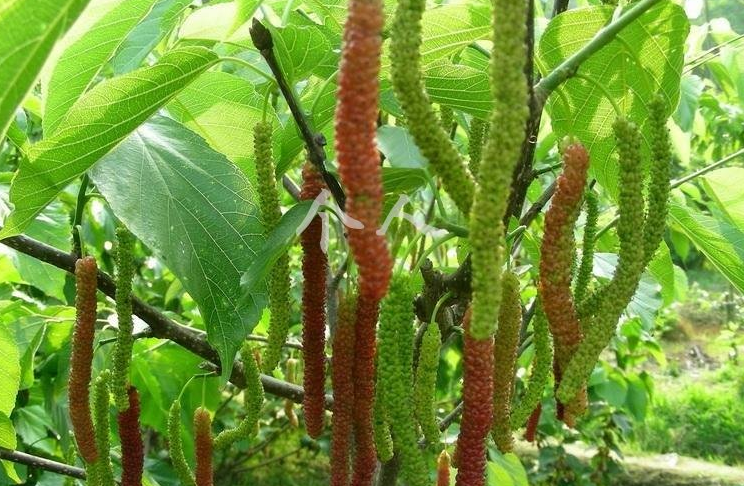 a target="_blank" href="/item/荨麻目">荨麻目 /a>,桑科,桑属落叶 a