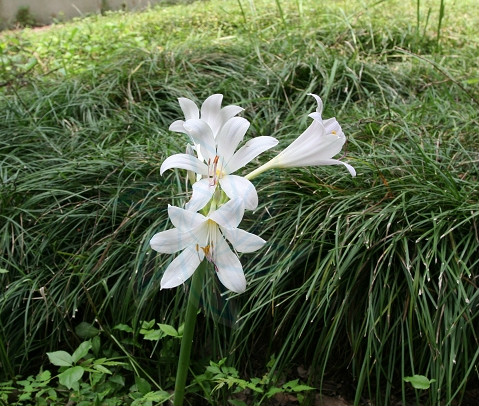 lycoris albiflora koidz.