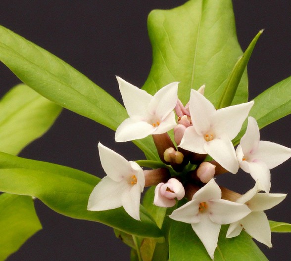 别名:岩陀,构皮,构皮岩陀,梦花皮,黄山皮桃,万年青矮陀陀,鸡蛋花