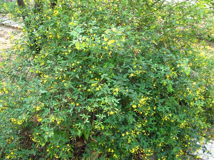  p>探春花(学名: i>jasminum floridum  b>  /b> /i>bunge)是木犀科