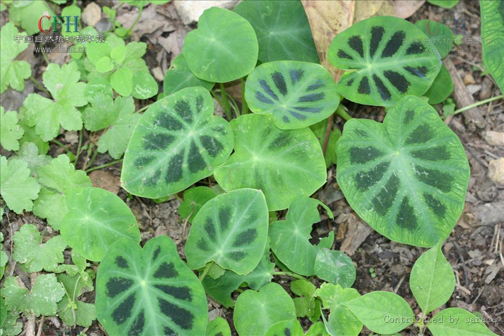  p>岩芋属( a target="_blank" href="/item