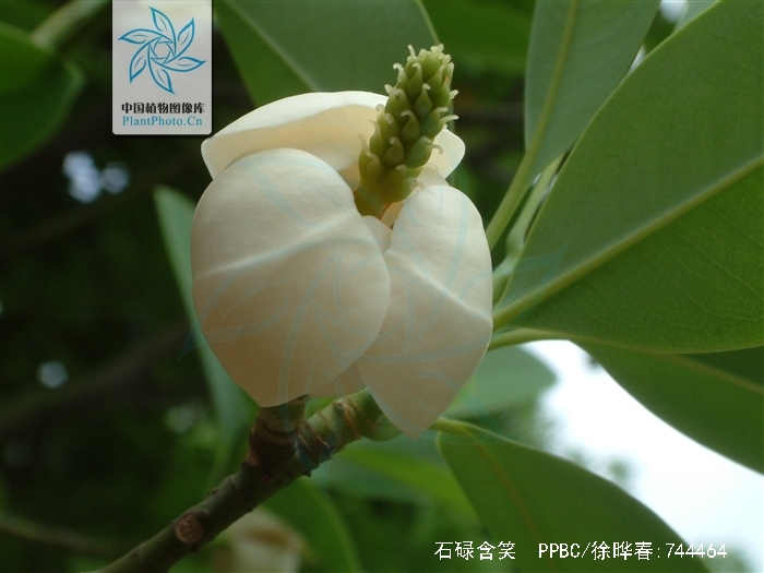  p>石碌含笑(学名: i>michelia shiluensis  /i>chun et y. f.