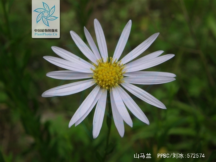 是菊科,马兰属多年生 a target="_blank" href="/item/草本/541696"