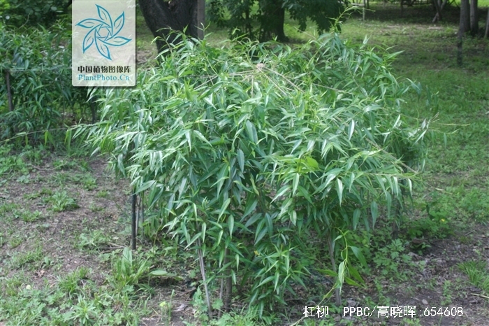  p>杠柳( i>periploca sepium bunge /i>),又叫羊奶条,北五加皮, a