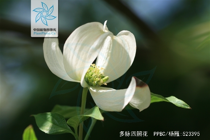  p>多脉四照花是(学名: i>dendrobenthamia multinervosa /i> (pojark