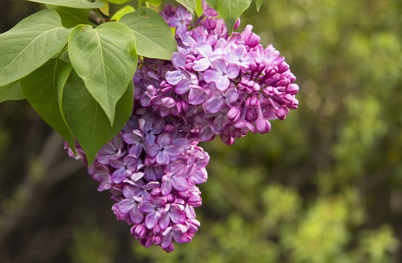 syringa vulgaris l.