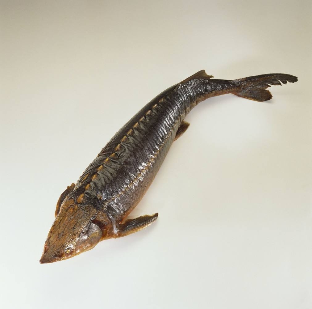  p>抚远鲟鱼,黑龙江省抚远市特产,全国农产品地理标志.