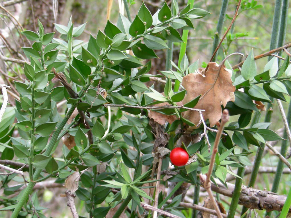  p>假叶树(学名: i>ruscus aculeata  /i>l.