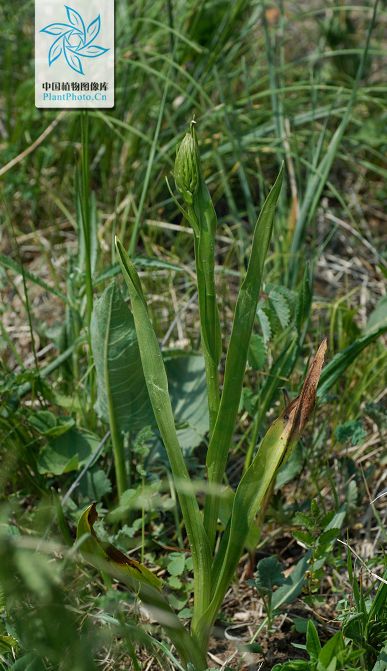 单子叶植物纲,兰科中的一属,该属是地生草本植物,块茎肉质,下部裂片