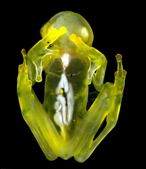  p>玻璃蛙,学名为透明蛙(glass frog),是一类中南美洲 a target="