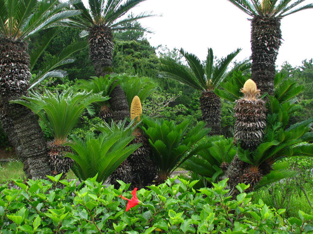 中国木本植物分布图集