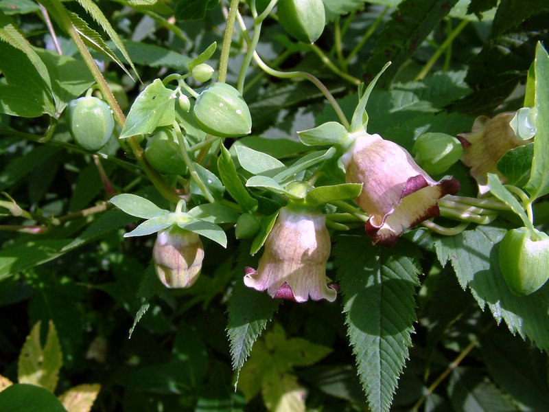 草药来源为 a href="#" data-lemmaid="7618192">桔梗科 /a>植物党参