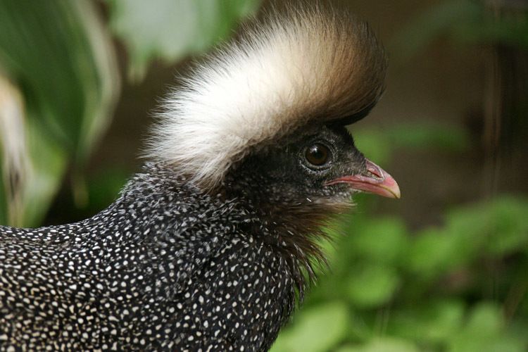  p>冠羽眼斑雉(学名: i>rheinardia ocellata /i>):雄鸟体长74-239