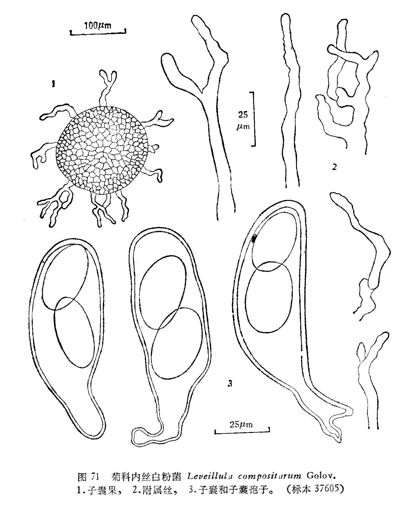  p>菌丝体叶的两面生和绿色茎的四周,存留,展生,开始为白色,圆形或不