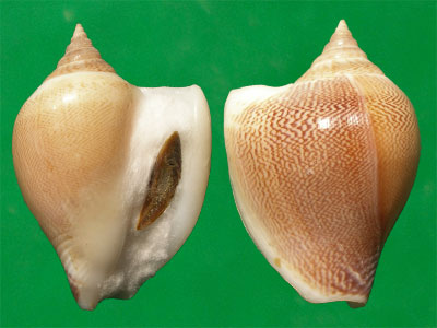  p>水晶凤凰螺(学名: i>laevistrombus canarium /i>):成贝长30 - 105