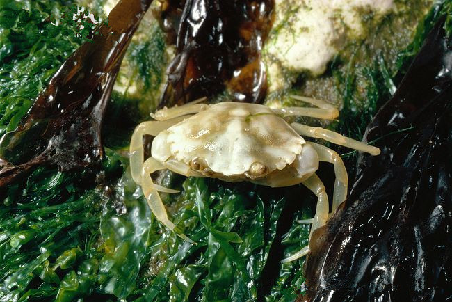 普通滨蟹