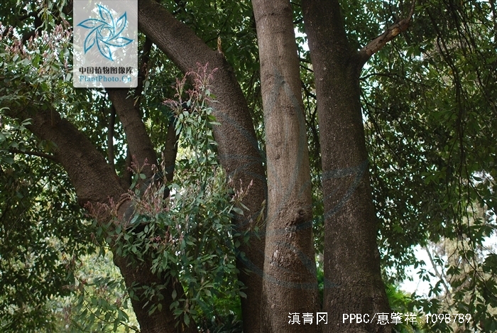  p>滇青冈,cyclobalanopsis glaucoides schotky,别名:滇椆,拟槠, a