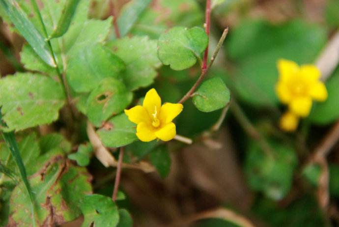  p>白花过路黄(学名: i>lysimachia huitsunae /i>)是 a target="