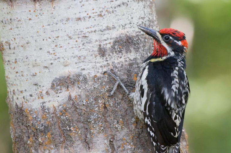 sapsucker