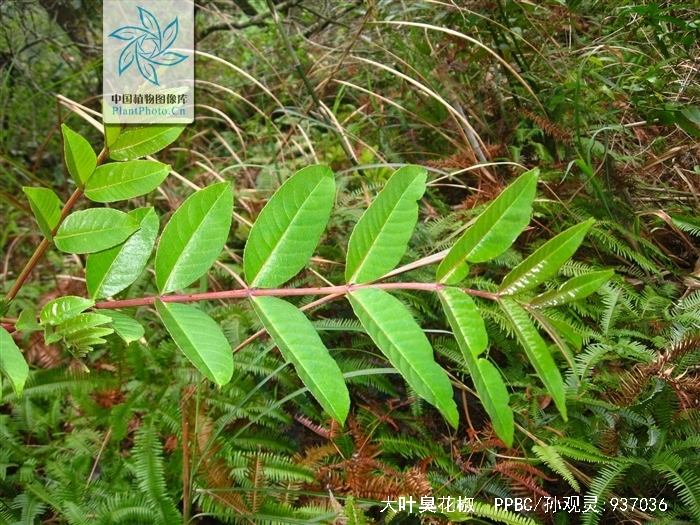 p>大叶臭花椒 驱风通,雷公木,刺椿木〔广西) zanthoxylum myriacan