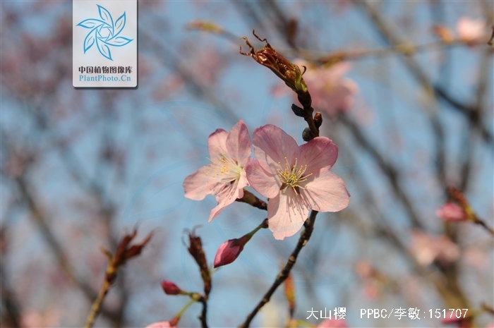  p>大 a target="_blank" href="/item/山樱">山樱 /a>属于蔷薇科李属