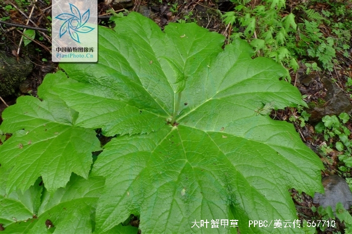  p>大叶蟹甲草,学名:parasenecio firmus (komar. ) y. l.